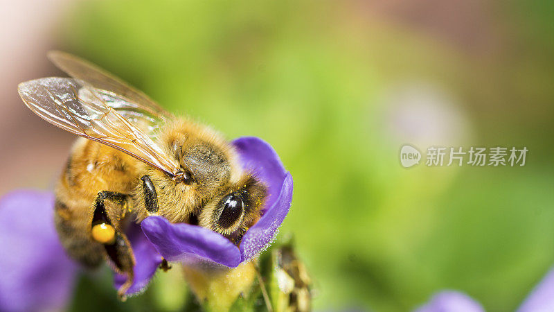 大昆虫蜜蜂(Apis mellifera)在紫色的花